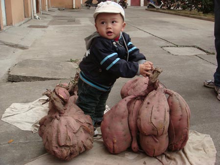 白水洋镇一老农种出的番薯真当奇!--临海新闻网