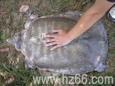 浙江省最大的养殖鳖