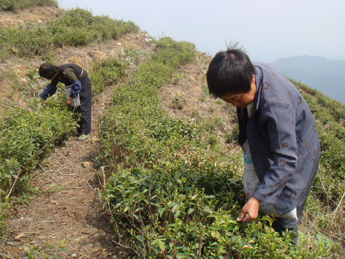 2008��4��14��ͼƬ����