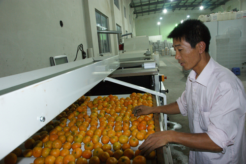 橘子熟了访橘农--临海新闻网