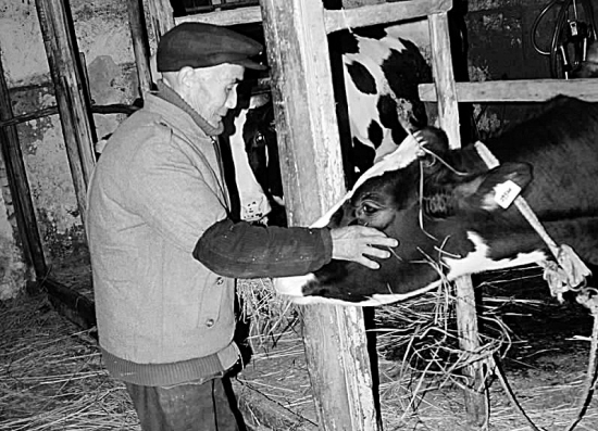 产奶高峰到了 金华牛奶却受三鹿事件影响卖不
