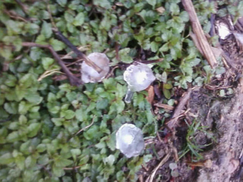 奇!我市局部地方前日下起冰雹--临海新闻网