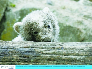 疯狂动物园_动物园增加经济收入(3)