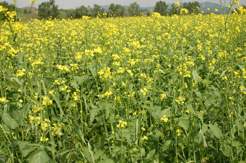自驾游与低碳骑行在河北承德木兰围场举行-木