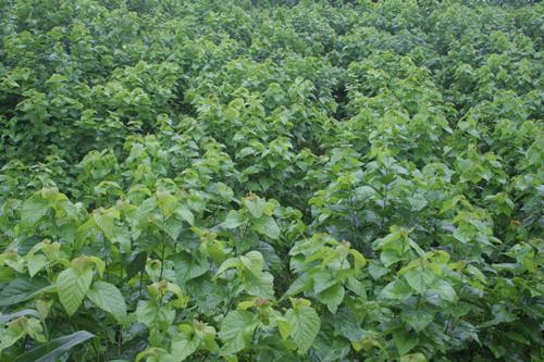 "泥脚书记"邓平寿:用生命铸就"忠诚"