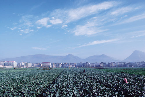 浙江临海西兰花基地图片