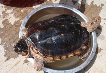 沿岸村发现鳄鱼龟