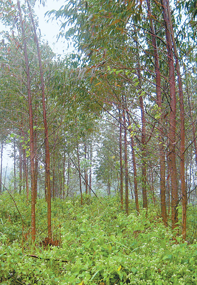 ���ϵ����������ֲ��ֽ�˹��� �������̬Σ��